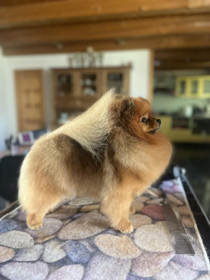 Pixie