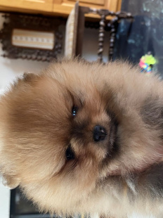 Cinnamon Girl - pomeranian