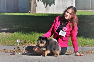 Pomeranian