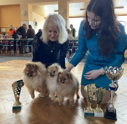 Pomeranian