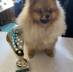 Pomeranian