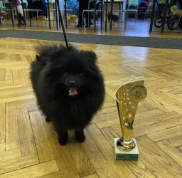 Pomeranian
