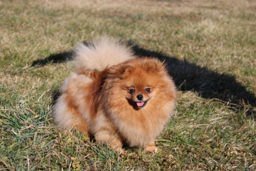 Pomeranian