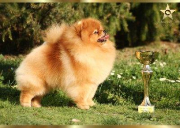 Pomeranian